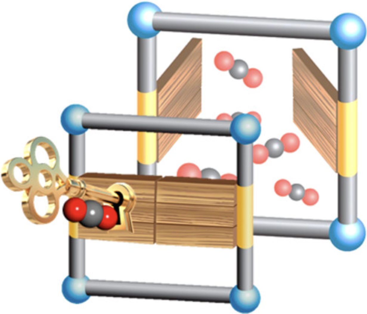 Exploration of Gate-Opening and Breathing Phenomena in a Tailored Flexible Metal Organic Framework