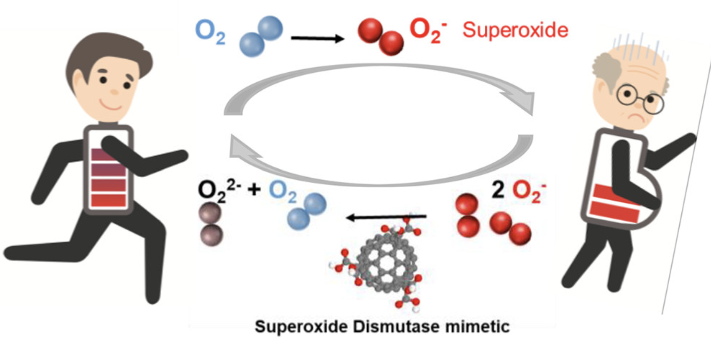 Biomimetic Superoxide Disproportionation Catalyst for Anti-Aging Lithium Oxygen Batteries